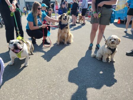 3 dogs, Bowie, Rexy, and Leia sit with their Sandbox staff owners in the parking lot of Guelph Humane Society and wait for the walk-a-thon to start
